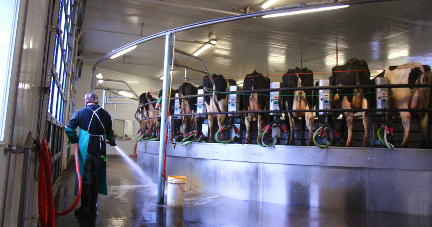 Dairy cows