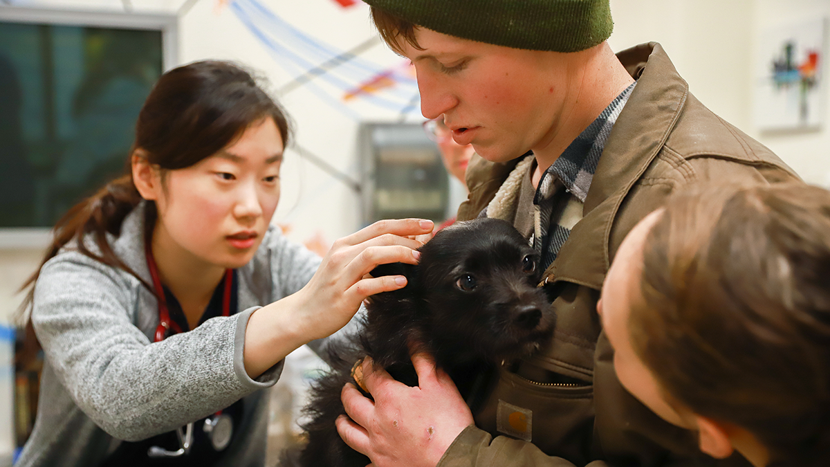 person exams dog while owner holds it still