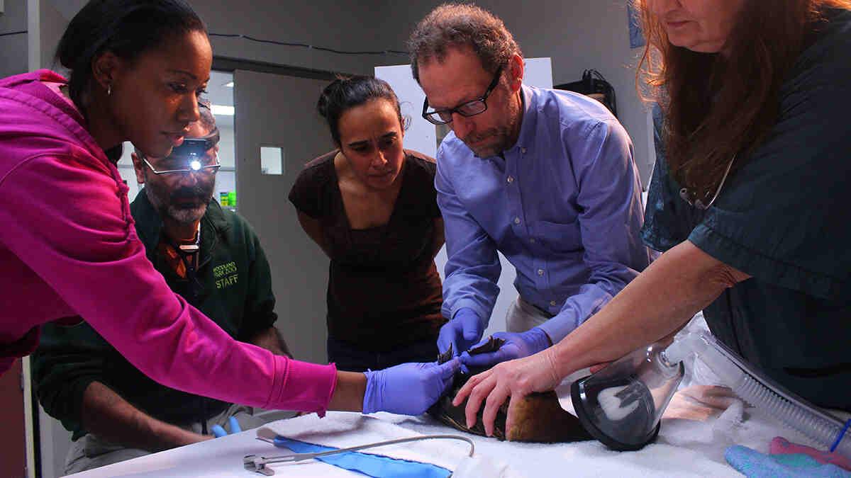 two people observe while three hold injured animal on operating table