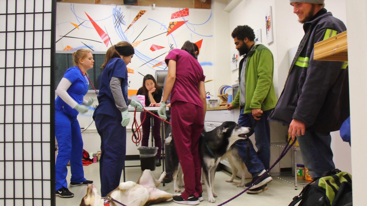 two dogs and six people in a clinic