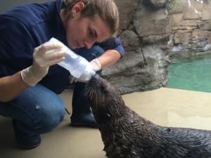 Sea otter with inhaler